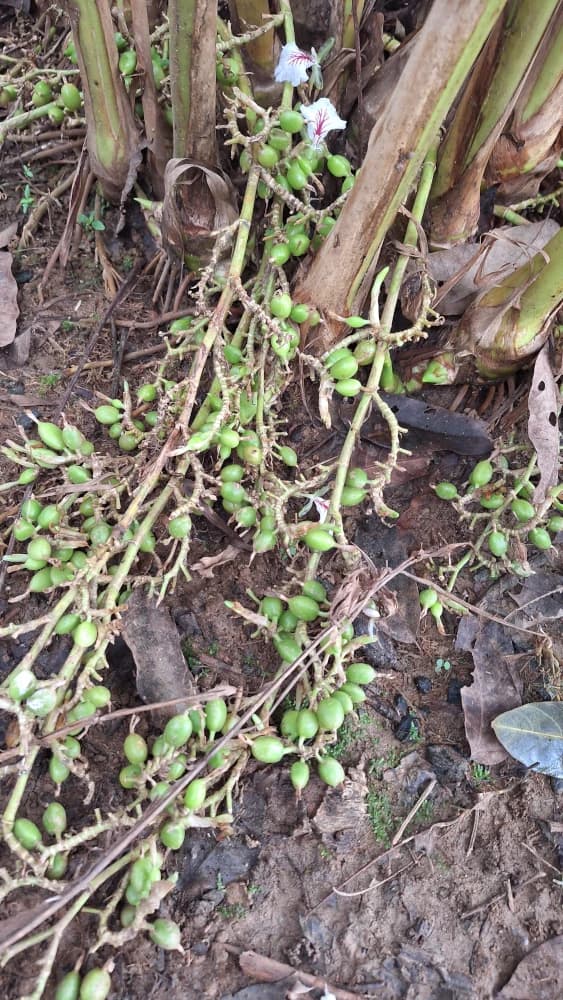 Cardamom Plants