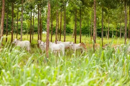 Silvopasture Eucalyptus System