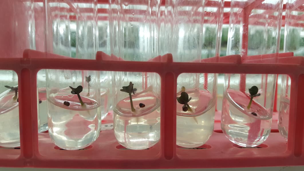 Innovative Growing Systems