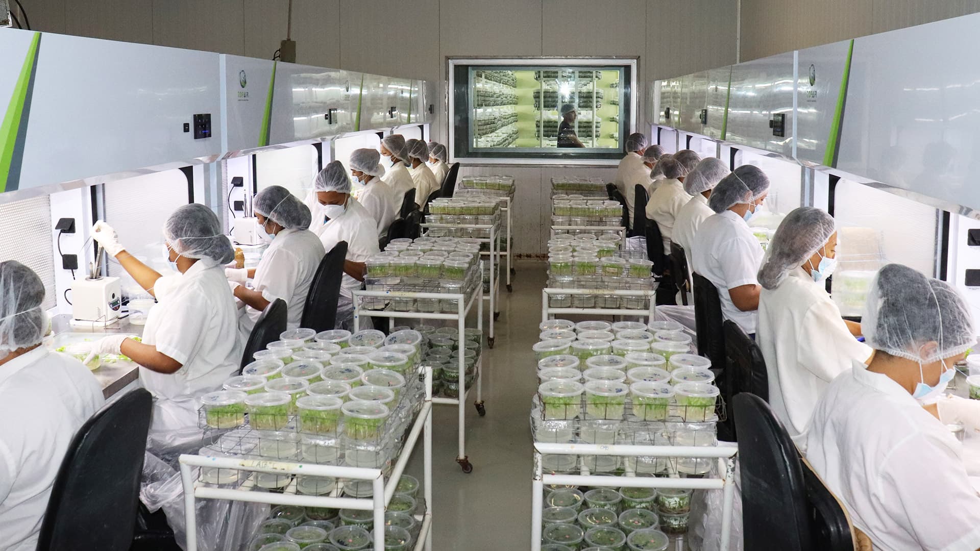 In-Vitro Propagation