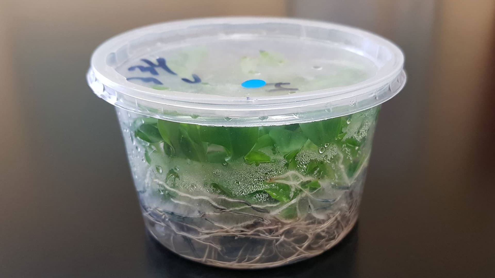 In-Vitro Plants